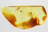 Detailed Fossil Pseudoscorpion (Pseudoscorpiones) In Baltic Amber #362709-1